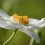 5 budgetvenlige idéer til Miami FC-dekorationer til haven